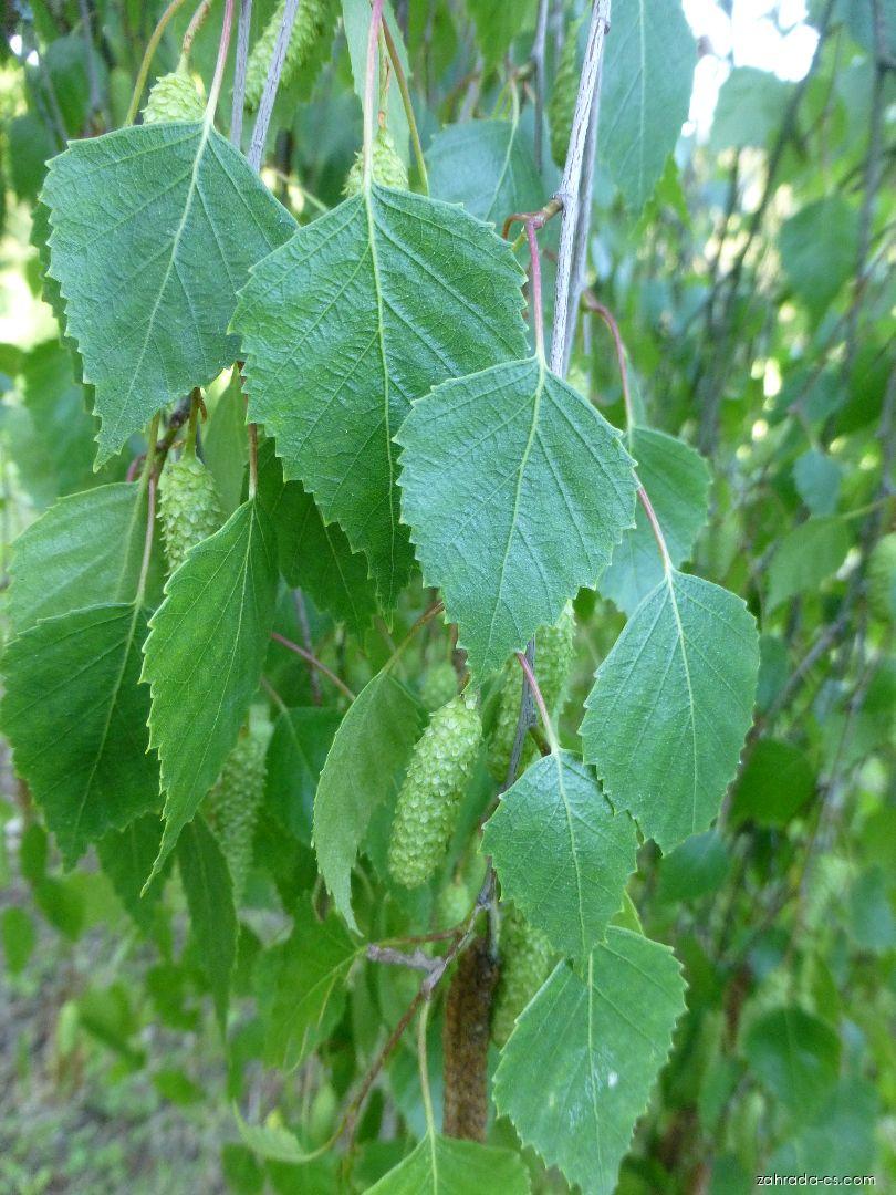 Betula pendula Youngii (bříza bělokorá) Betula pendula Youngii (bříza bělokorá)