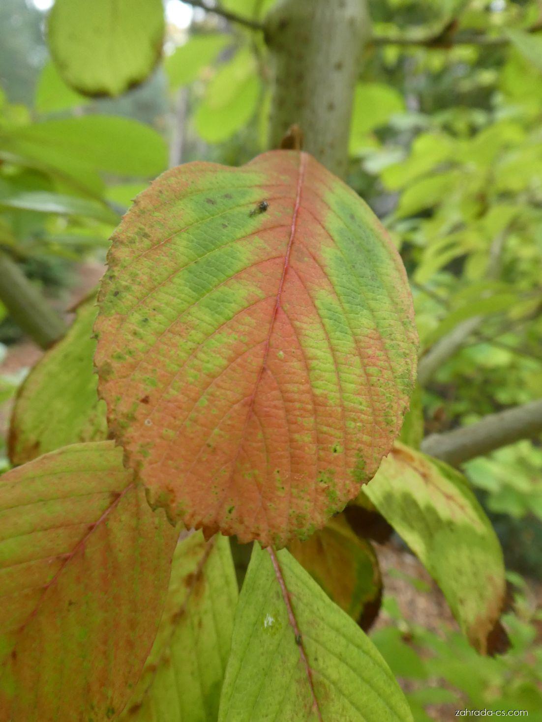 Kalina Sieboldova - podzimní list (Viburnum sieboldii) Kalina Sieboldova - podzimní list (Viburnum sieboldii)