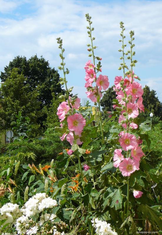 Alcea rosea L. (topolovka růžová) Alcea rosea L. (topolovka růžová)