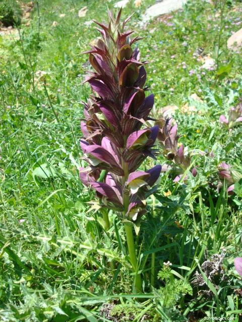 Acanthus spinosus L. (paznehtník osnitý) Acanthus spinosus L. (paznehtník osnitý)