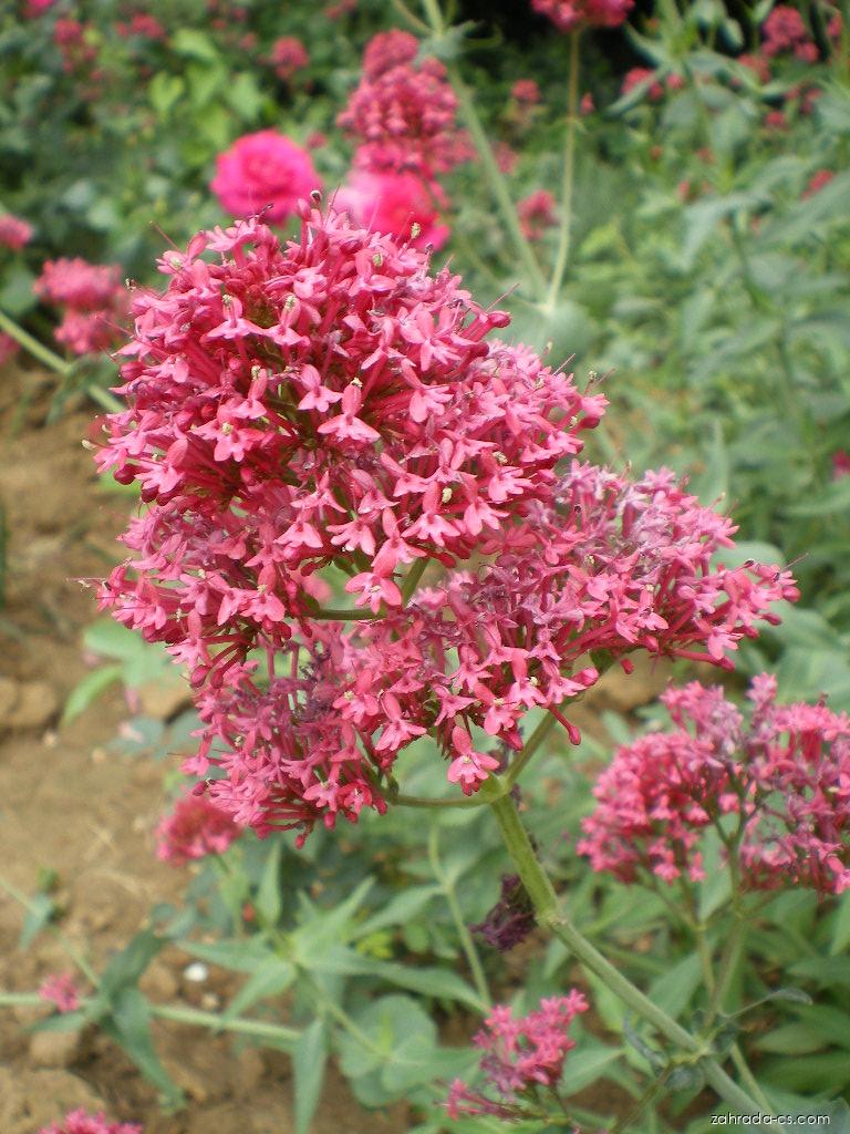Mavuň červená - detail květenství (Centranthus ruber) Mavuň červená - detail květenství (Centranthus ruber)