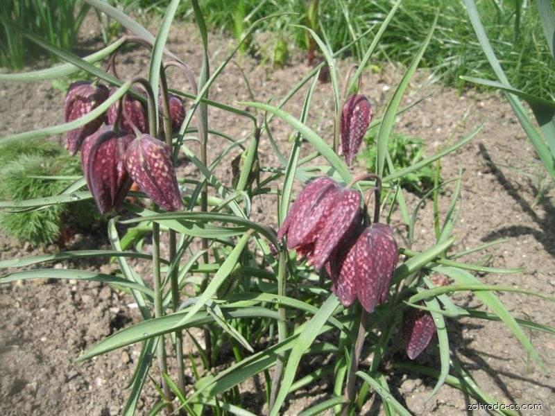 Fritillaria meleagris L. (řebčík kostkovaný) Fritillaria meleagris L. (řebčík kostkovaný)