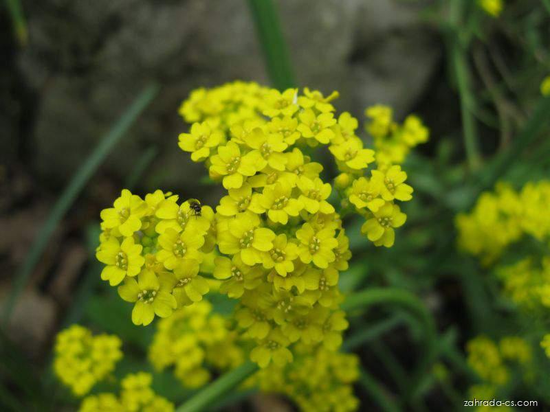 Aurinia saxatilis L. (tařice skalní) Aurinia saxatilis L. (tařice skalní)