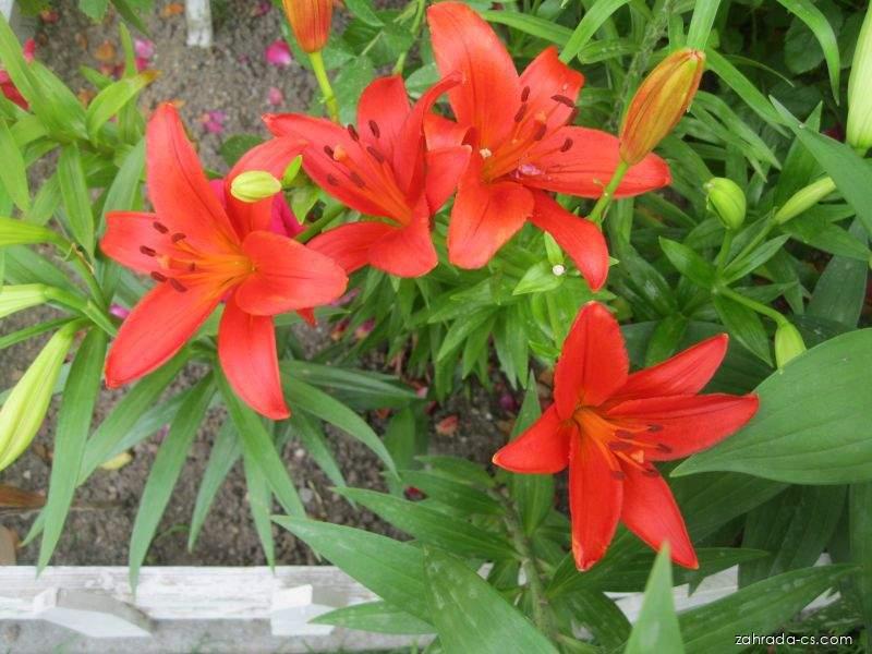 Lilium x hybridum Detroit (lilie) Lilium x hybridum Detroit (lilie)