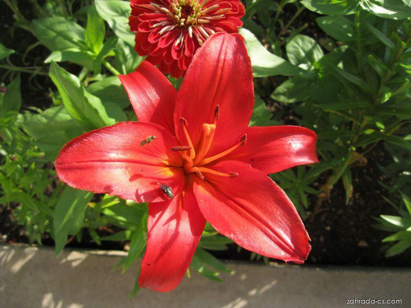 Lilium x hybridum Detroit (lilie) Lilium x hybridum Detroit (lilie)