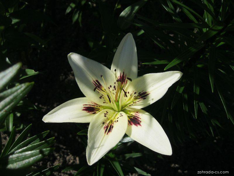 Lilium x hybridum Terno (lilie) Lilium x hybridum Terno (lilie)