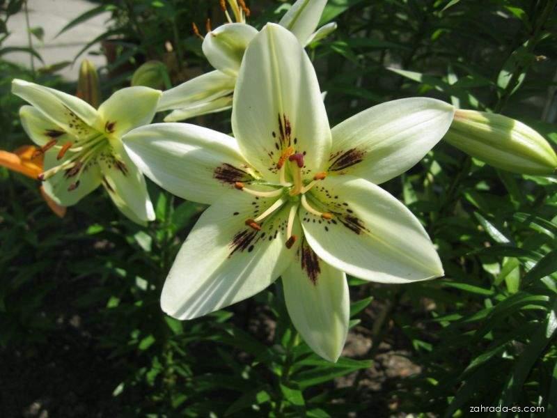 Lilium x hybridum Terno (lilie) Lilium x hybridum Terno (lilie)
