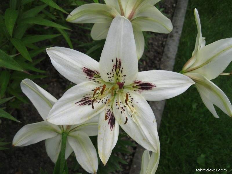 Lilium x hybridum Terno (lilie) Lilium x hybridum Terno (lilie)
