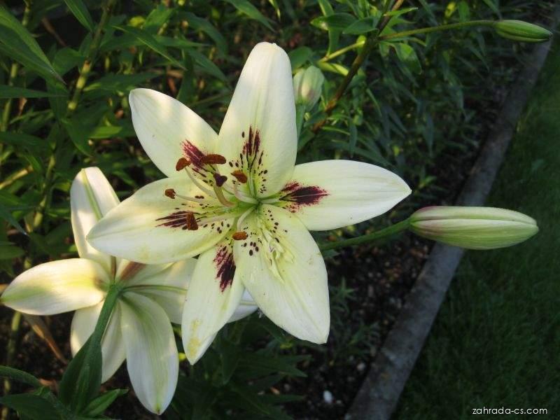 Lilium x hybridum Terno (lilie) Lilium x hybridum Terno (lilie)
