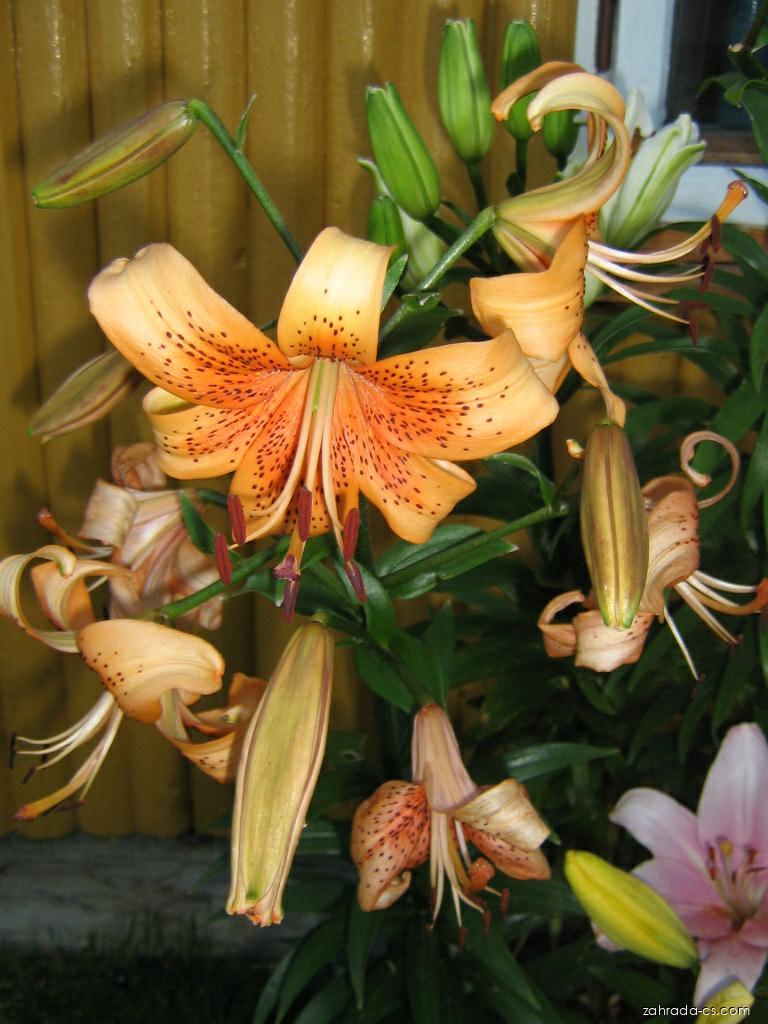 Lilium x hybridum Evina (lilie) Lilium x hybridum Evina (lilie)