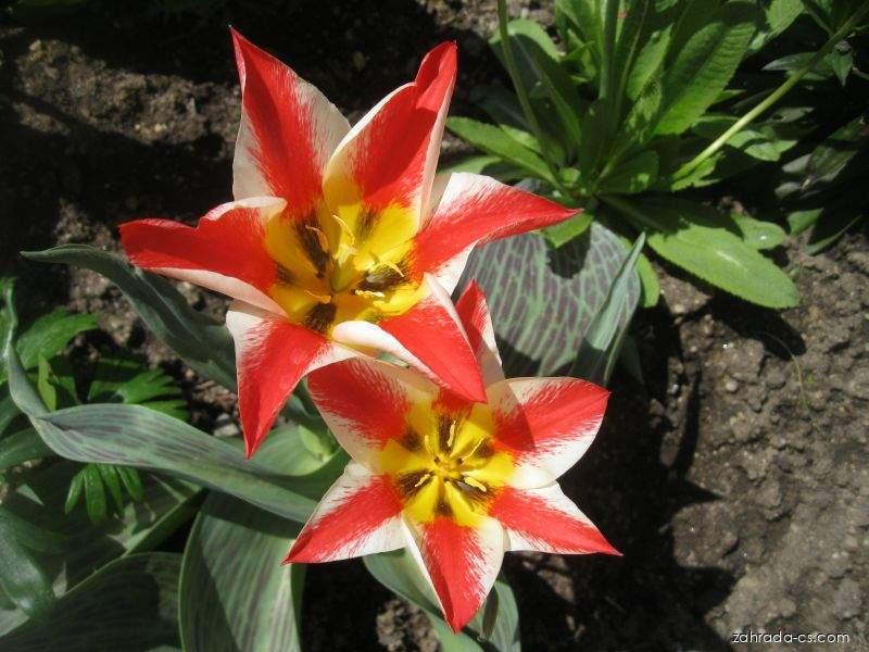 Tulipa greigii Pinocchio (tulipán Greigův) Tulipa greigii Pinocchio (tulipán Greigův)