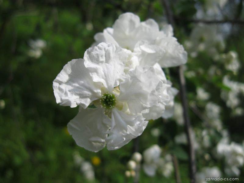 Exochorda racemosa (Lindl.) Rehd. (hroznovec velkokvětý) Exochorda racemosa (Lindl.) Rehd. (hroznovec velkokvětý)