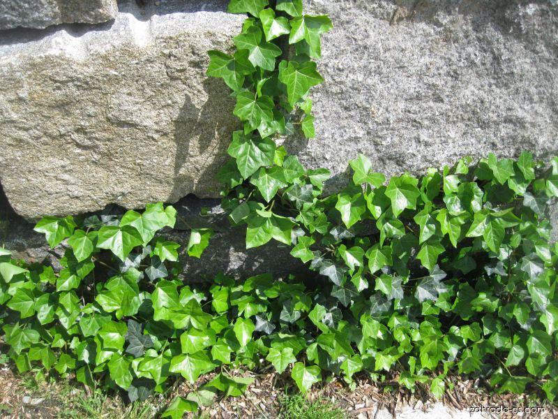 Hedera helix L. (břečťan popínavý) Hedera helix L. (břečťan popínavý)