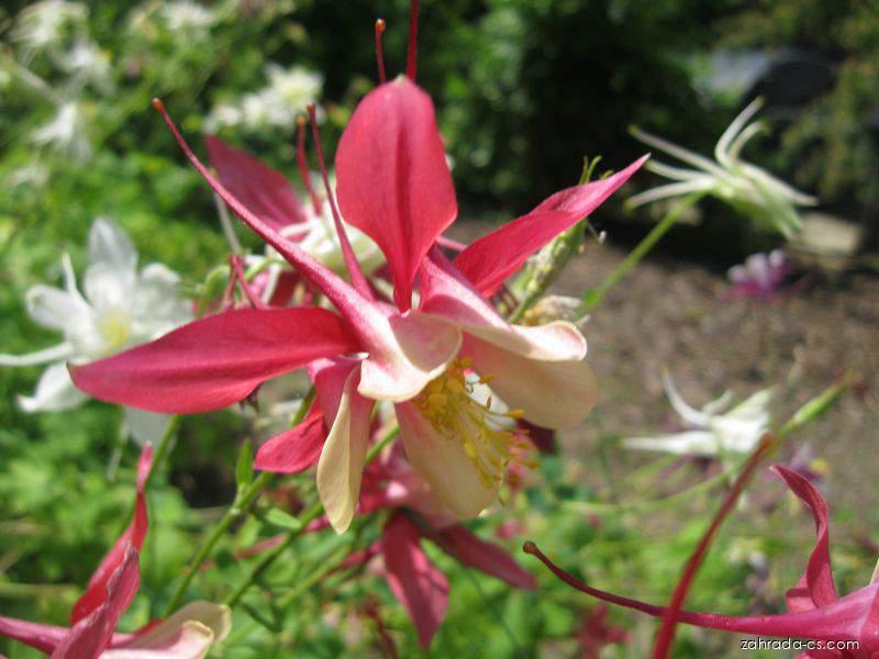Aquilegia x hybrida Tower Light Pink (orlíček zkřížený) Aquilegia x hybrida Tower Light Pink (orlíček zkřížený)