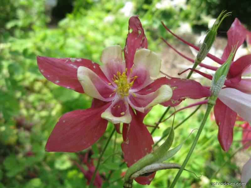 Aquilegia x hybrida Tower Light Pink (orlíček zkřížený) Aquilegia x hybrida Tower Light Pink (orlíček zkřížený)