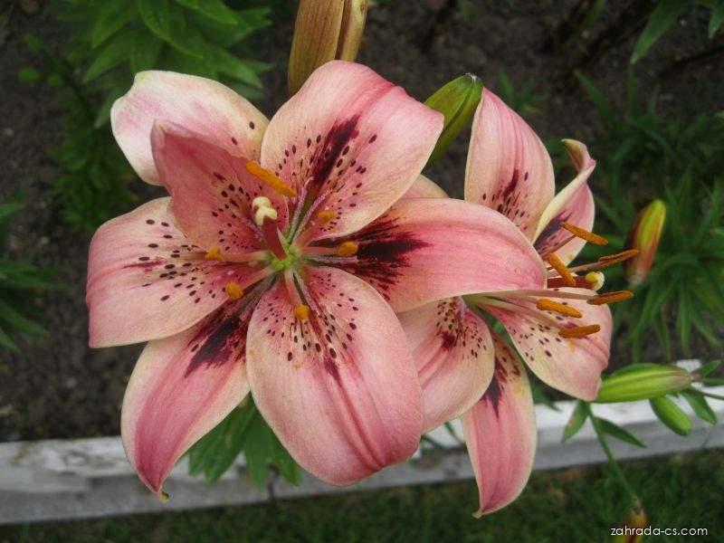 Lilium x hybridum Čaro (lilie) Lilium x hybridum Čaro (lilie)