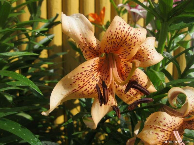 Lilium x hybridum Tiger Babies (lilie) Lilium x hybridum Tiger Babies (lilie)