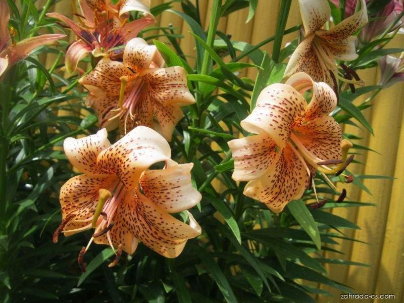 Lilium x hybridum Tiger Babies (lilie) Lilium x hybridum Tiger Babies (lilie)