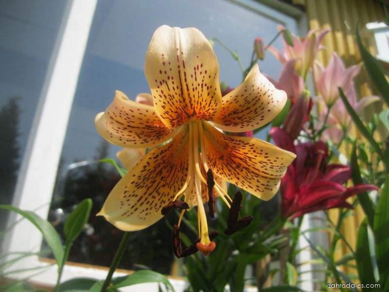 Lilium x hybridum Tiger Babies (lilie) Lilium x hybridum Tiger Babies (lilie)