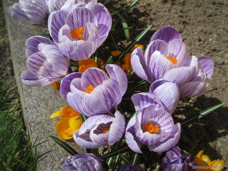 Crocus vernus Pickwick (šafrán bělokvětý) Crocus vernus Pickwick (šafrán bělokvětý)