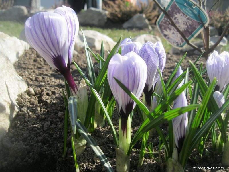 Crocus vernus Pickwick (šafrán bělokvětý) Crocus vernus Pickwick (šafrán bělokvětý)