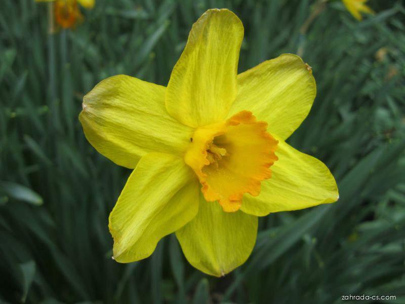 Narcissus Pinza (narcis) Narcissus Pinza (narcis)