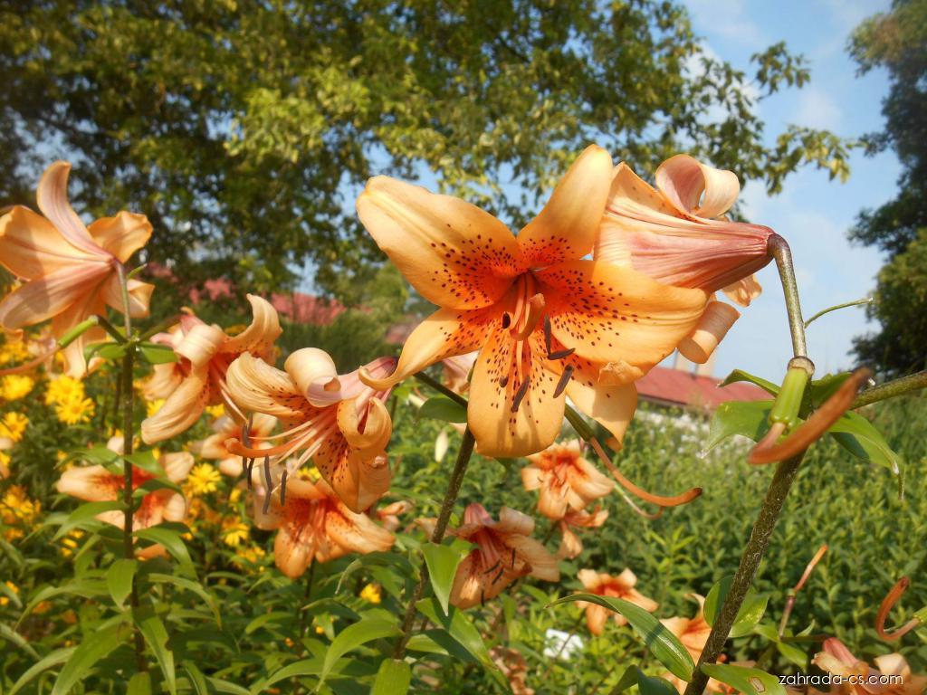 Lilium x hybridum Evina (lilie) Lilium x hybridum Evina (lilie)