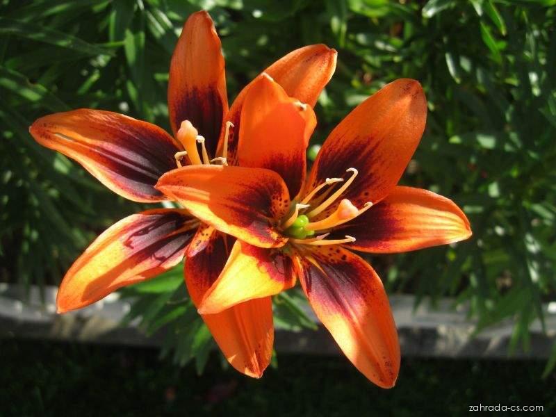 Lilium x hybridum Two Some (lilie) Lilium x hybridum Two Some (lilie)