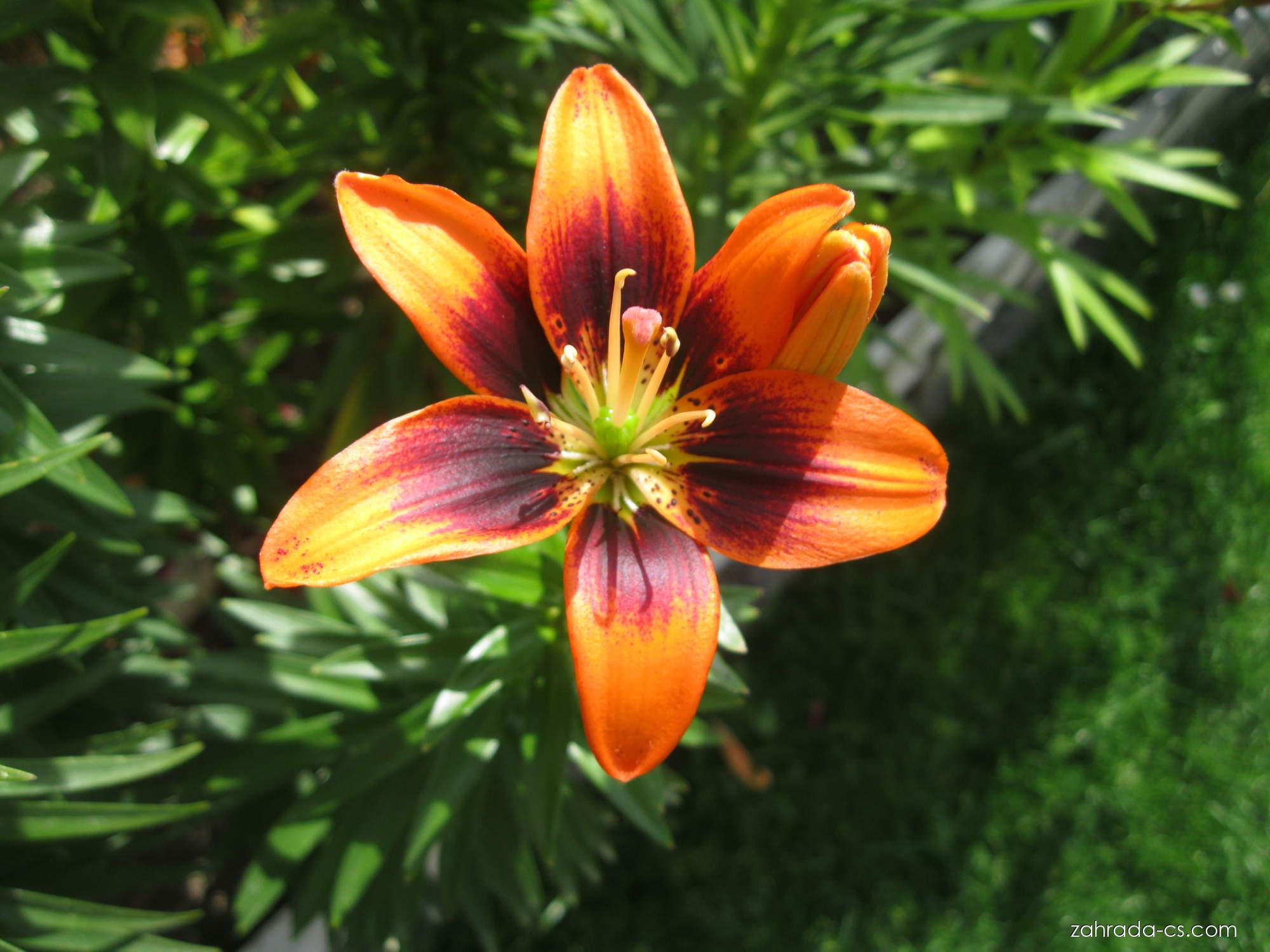 Lilium x hybridum Two Some (lilie) Lilium x hybridum Two Some (lilie)