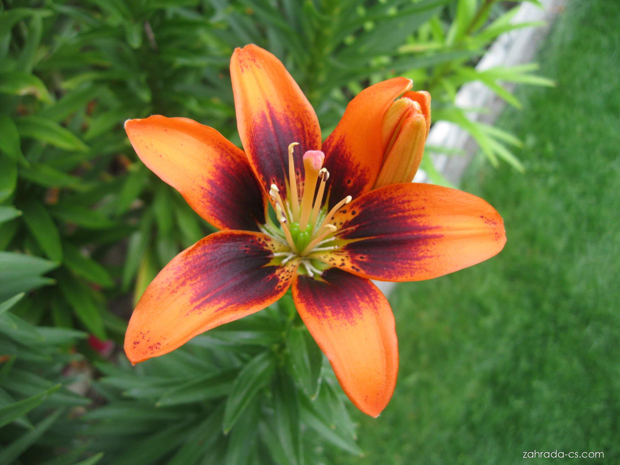 Lilium x hybridum Two Some (lilie) Lilium x hybridum Two Some (lilie)