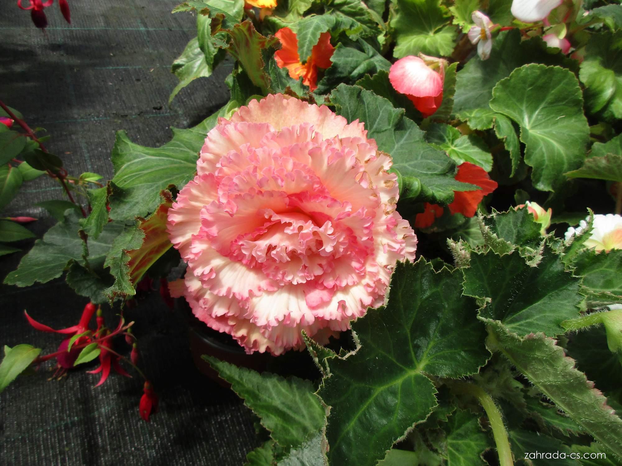 Begonia x tuberhybrida (begónie hlíznatá) Begonia x tuberhybrida (begónie hlíznatá)