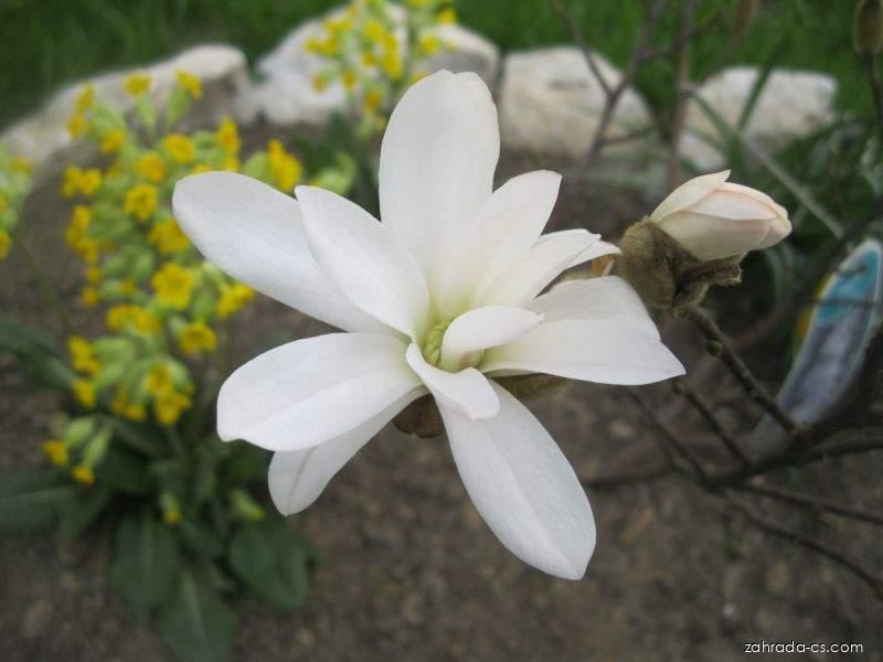 Magnolia stellata Royal Star (šácholan hvězdovitý) Magnolia stellata Royal Star (šácholan hvězdovitý)