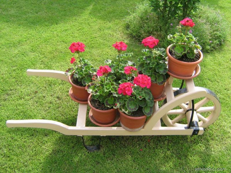 Pelargonium zonale (pelargonie páskatá) Pelargonium zonale (pelargonie páskatá)