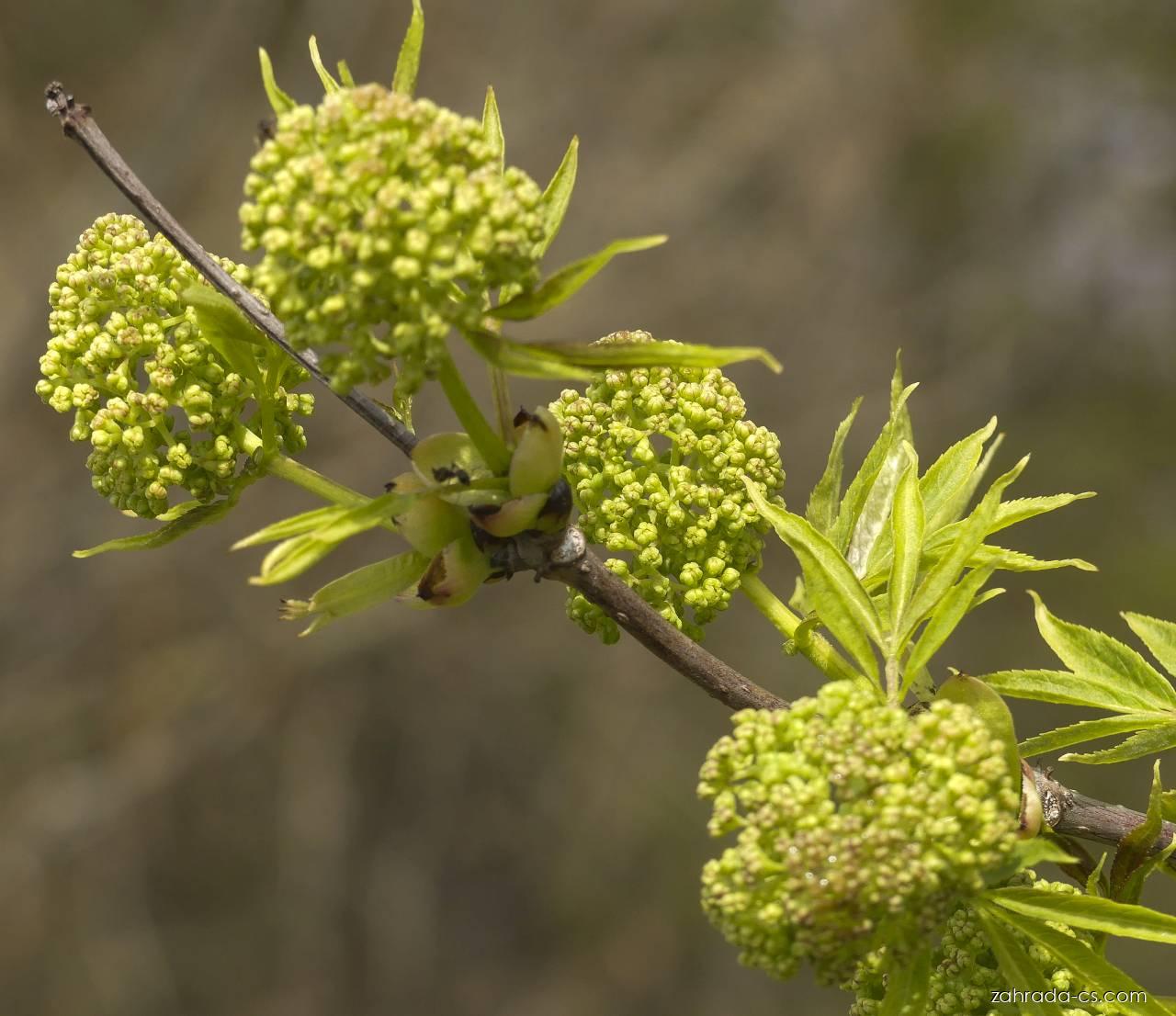 Sambucus racemosa L. (bez červený) Sambucus racemosa L. (bez červený)