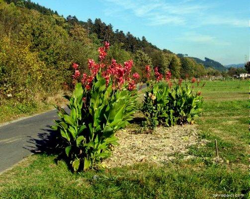 Canna indica L. (dosna indická) Canna indica L. (dosna indická)