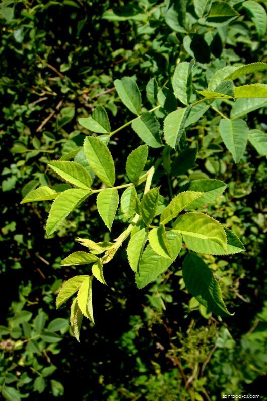 Rosa canina (růže šípková) Rosa canina (růže šípková)