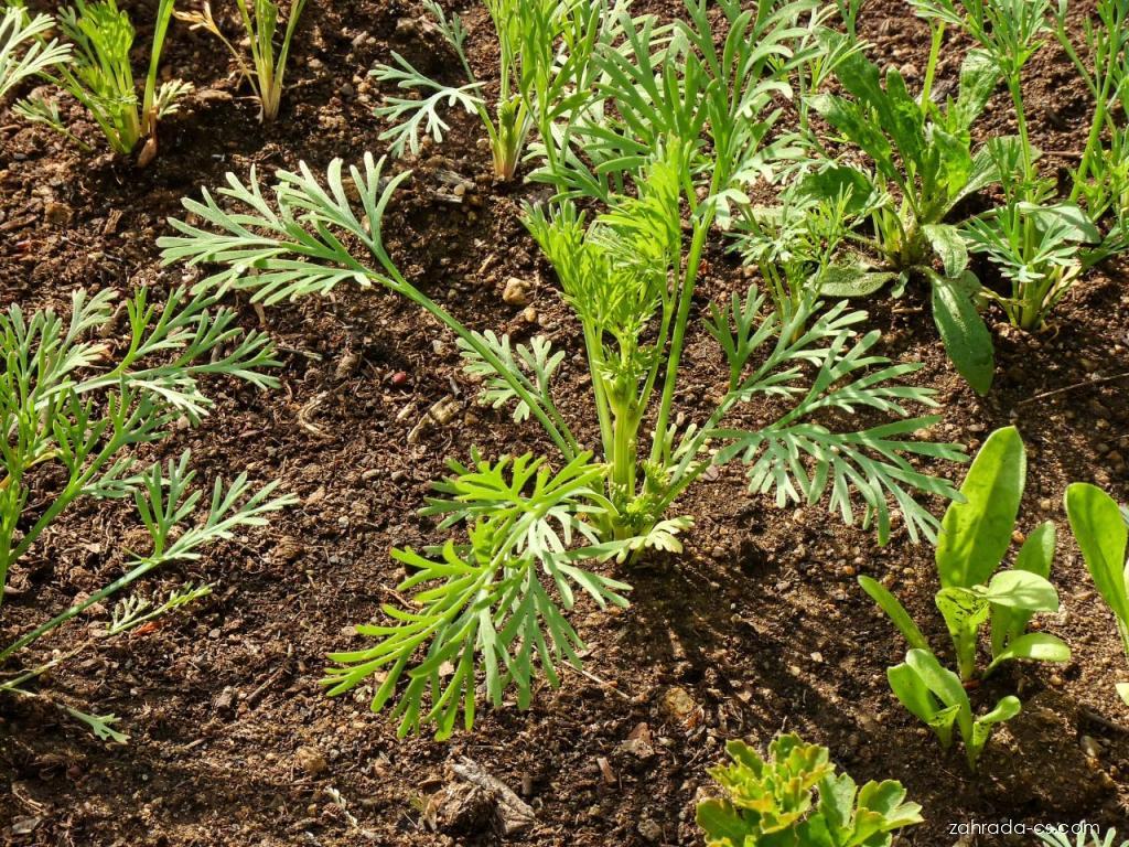 Eschscholtzia californica CHAM. (sluncovka) Eschscholtzia californica CHAM. (sluncovka)