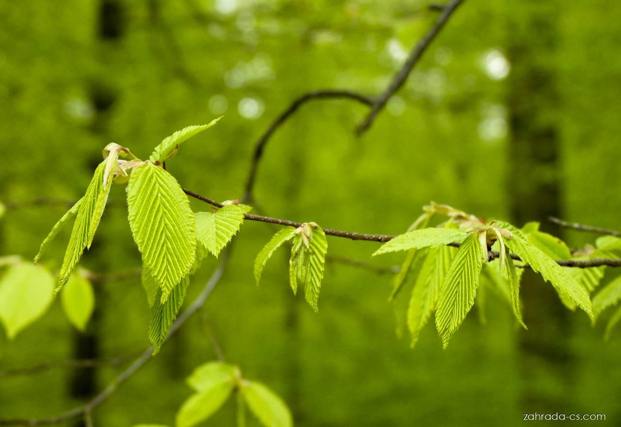 Carpinus betulus L. (habr obecný) Carpinus betulus L. (habr obecný)