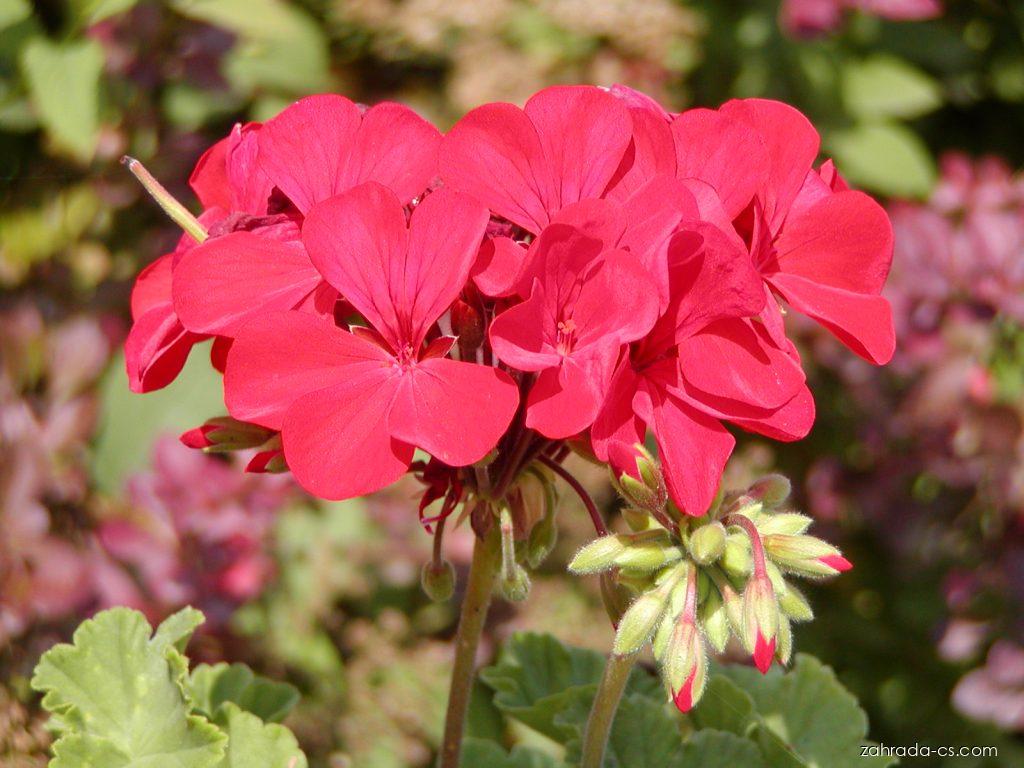 Pelargonium zonale (pelargonie páskatá) Pelargonium zonale (pelargonie páskatá)