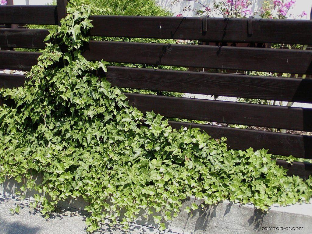 Hedera helix L. (břečťan popínavý) Hedera helix L. (břečťan popínavý)
