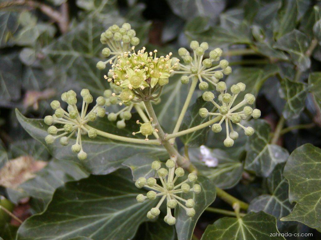 Hedera helix L. (břečťan popínavý) Hedera helix L. (břečťan popínavý)