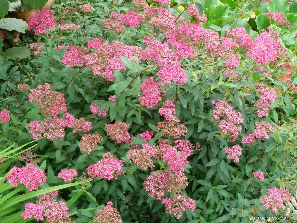 Spiraea x bumalda Anthony Waterer (tavolník nízký) Spiraea x bumalda Anthony Waterer (tavolník nízký)