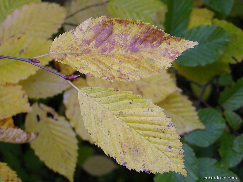 Carpinus betulus L. (habr obecný) Carpinus betulus L. (habr obecný)