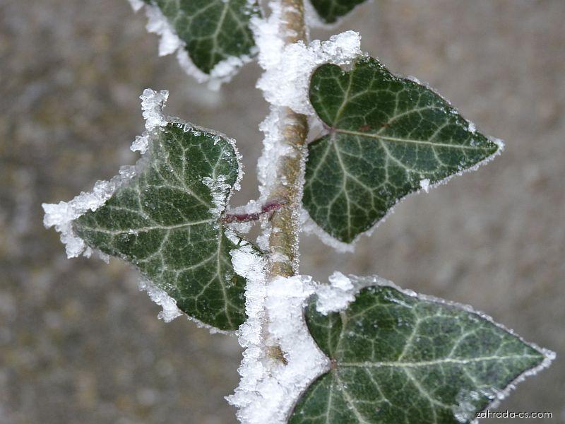 Hedera helix L. (břečťan popínavý) Hedera helix L. (břečťan popínavý)