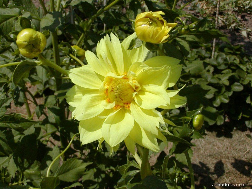 Dahlia pinnata CAV. (jiřina zahradní) Dahlia pinnata CAV. (jiřina zahradní)