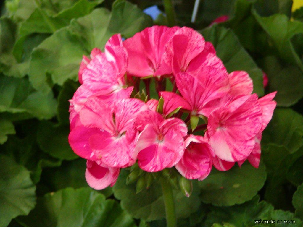 Pelargonium zonale (pelargonie páskatá) Pelargonium zonale (pelargonie páskatá)
