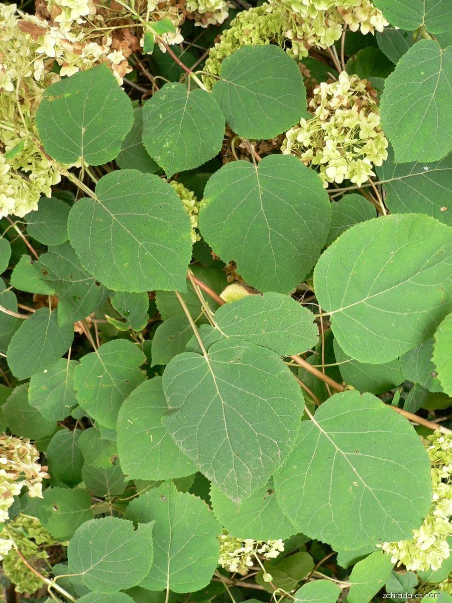 Hydrangea arborescens L. (hortenzie stromkovitá) Hydrangea arborescens L. (hortenzie stromkovitá)