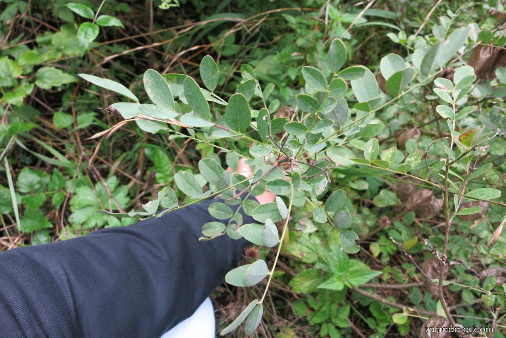 Colutea arborescens L. (žanovec měchýřník) Colutea arborescens L. (žanovec měchýřník)