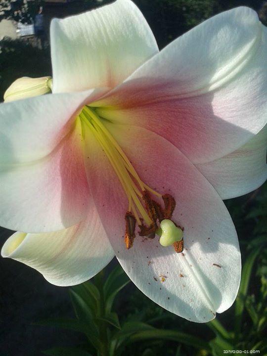 Lilium x hybridum Prince Promise (lilie) Lilium x hybridum Prince Promise (lilie)