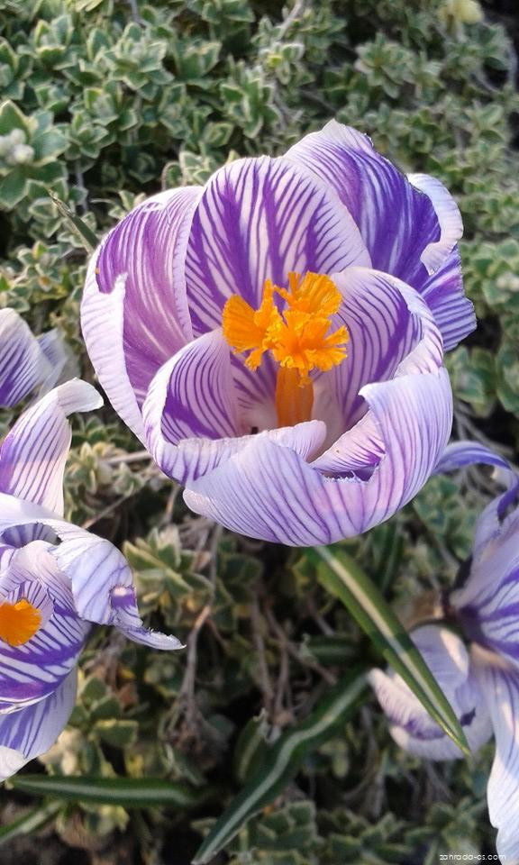 Crocus vernus Pickwick (šafrán bělokvětý) Crocus vernus Pickwick (šafrán bělokvětý)